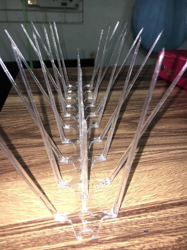 Close-up of Clear Anti-Bird Spikes Strip